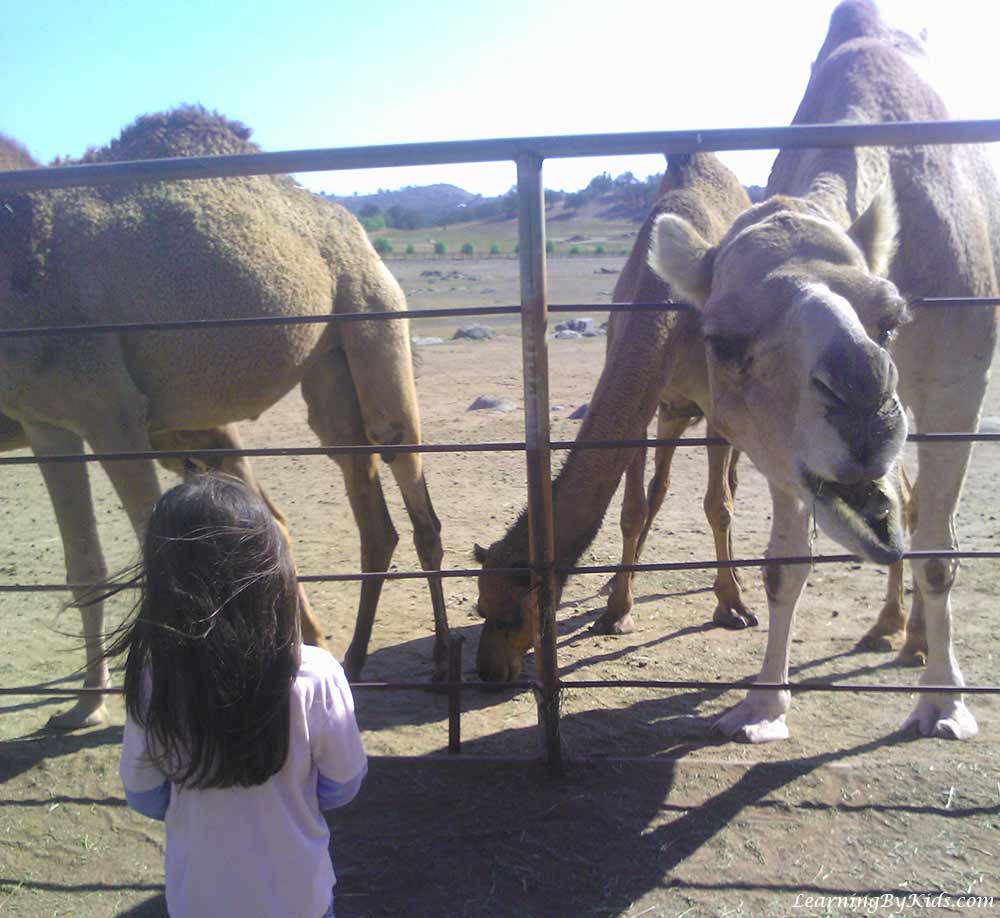 Camels Ships of the Desert | Learning By Kids | LearningByKids.com