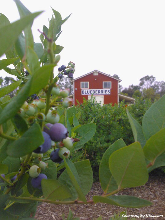 Picking Blueberries at the Farm | Learning By Kids | LearningByKids.com