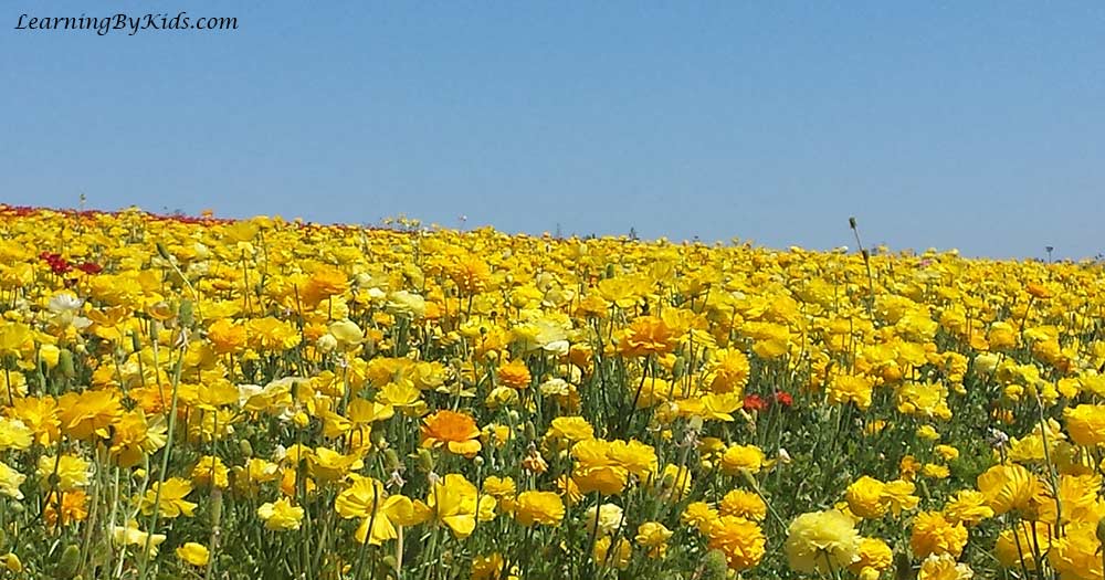 View of The Flower Fields in Carlsbad, California | LearningByKids.com