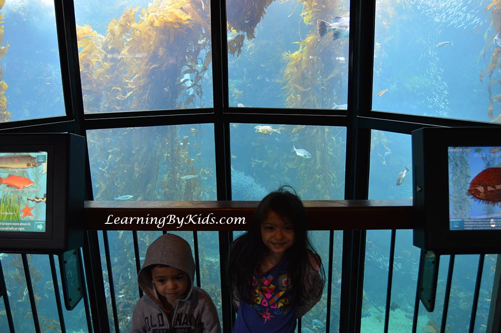 Monterey Bay Aquarium Kelp Forest Tank | Learning By Kids | LearningByKids.com