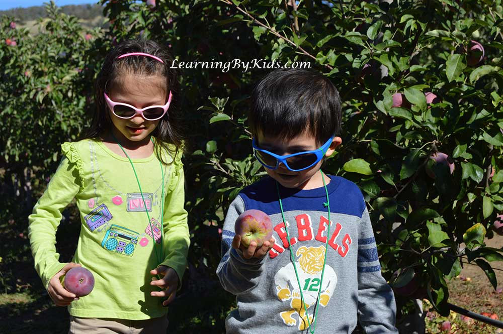 Julian Apple Festival Apple Picking | Learning By Kids | LearningByKids.com